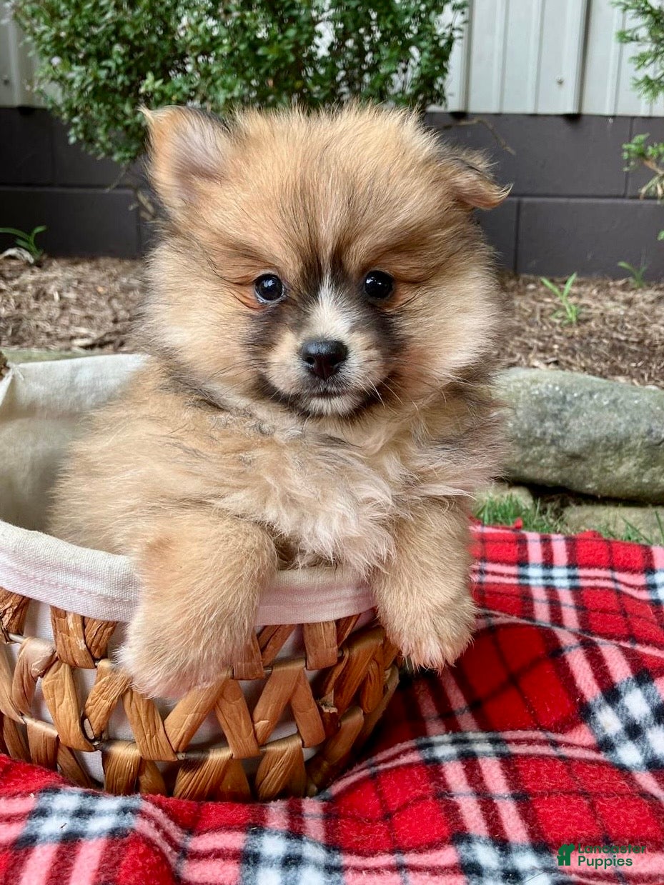 Pomeranian dogs Prince - Ad 1