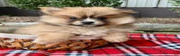 Pomeranian dogs for sale: Prince - Ad 1