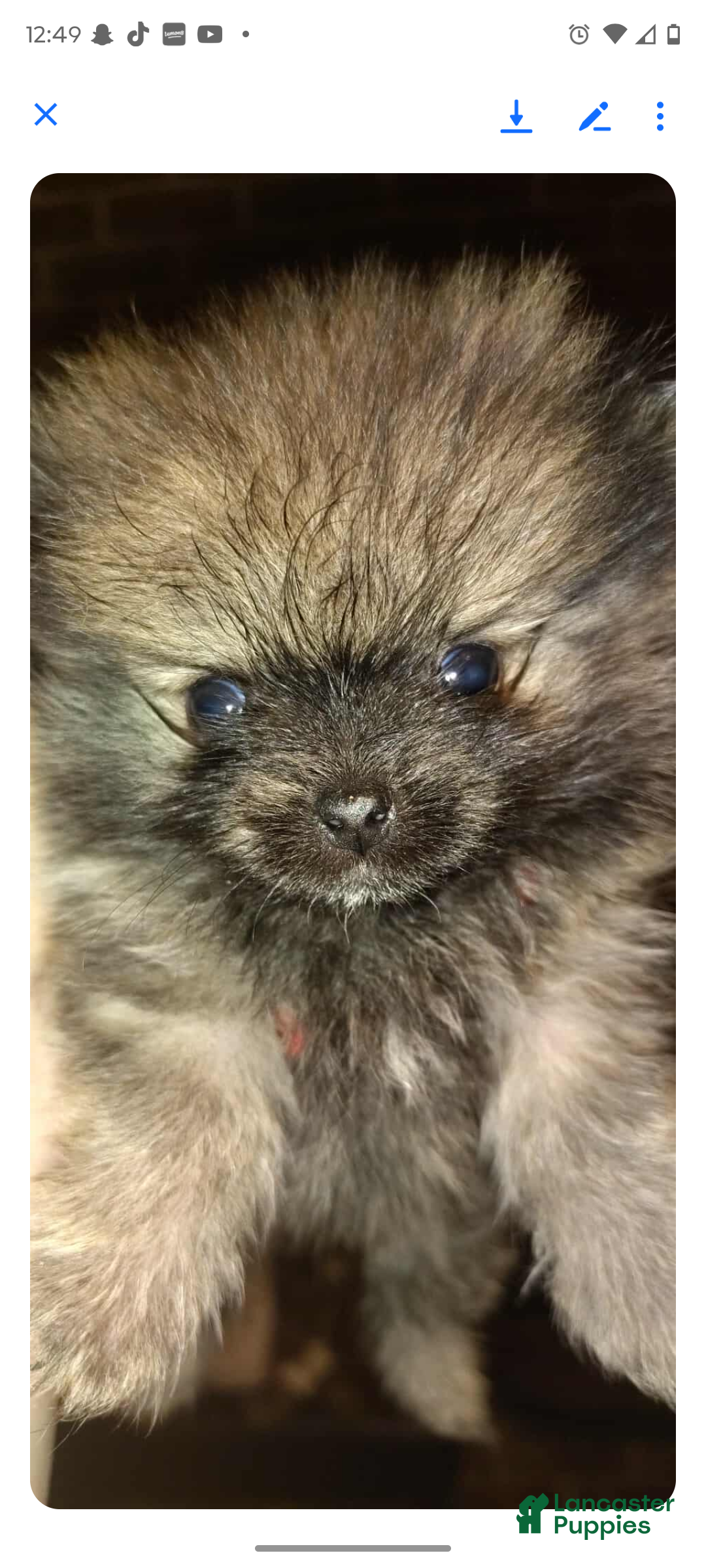 Pomeranian dogs for sale: Pomeranian Puppy 2 - Ad 5