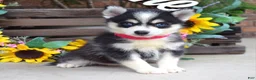 Pomsky dogs for sale: Penny - Ad 2