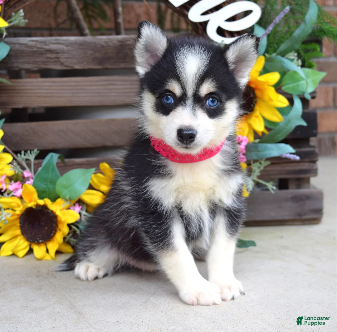 Pomsky dogs for sale: Penny - Ad 2