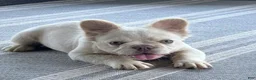 French Bulldog dogs for sale: Milo - Ad 4