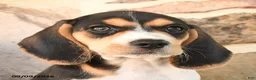 Beagle dogs for sale: Murphy - Ad 3