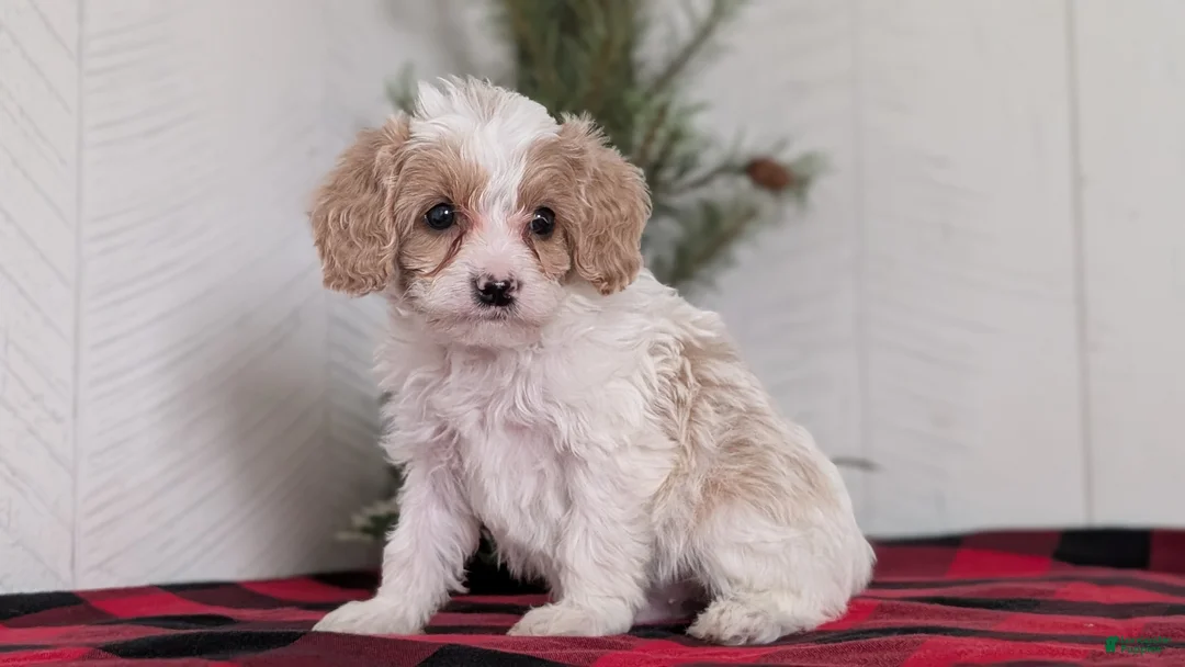 Cavapoo dogs for sale: Duke - Ad 2