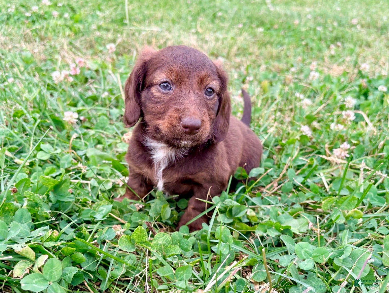 Miniature Dachshund dogs Lilly - Ad 2