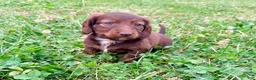 Miniature Dachshund dogs for sale: Lilly - Ad 2