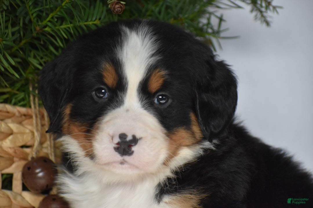 Bernese Mountain Dog dogs for sale: Blossom - Ad 5