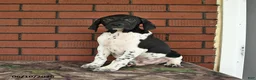 German Shorthaired Pointer dogs for sale: Rover  - Ad 8