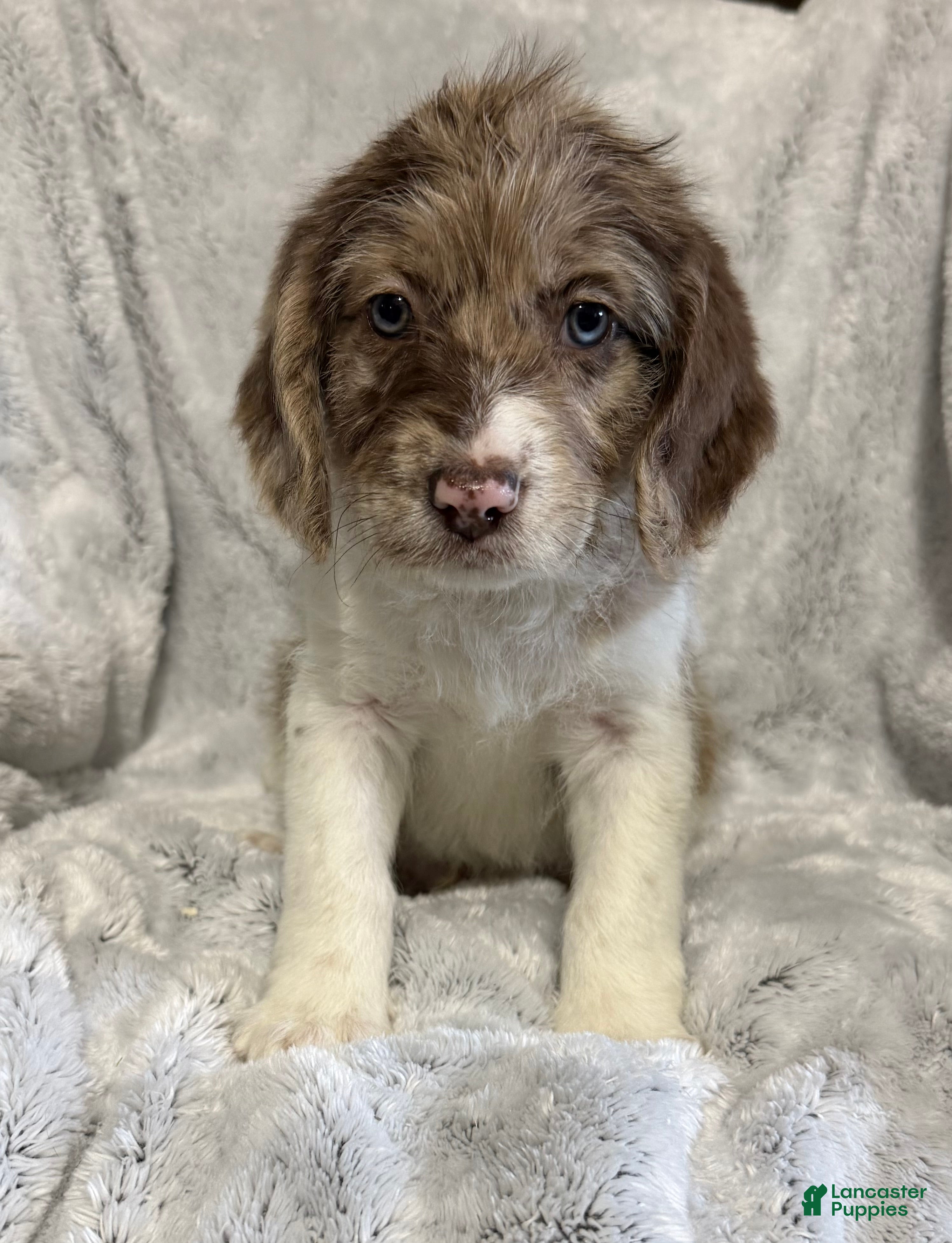 Mixed Breed dogs Ranger - Ad 1