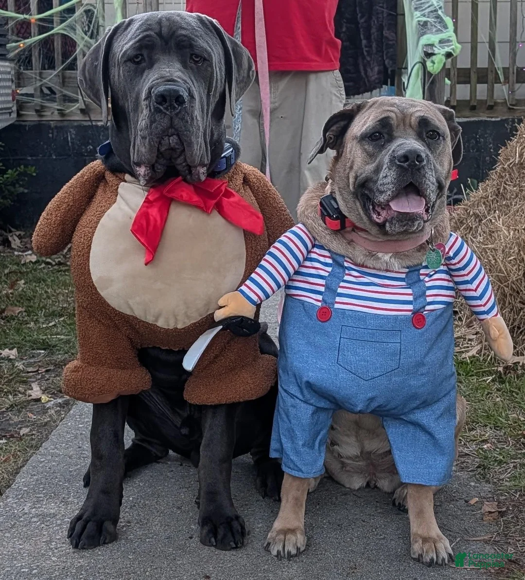 Cane Corso dogs for sale: Black aka George - Ad 6