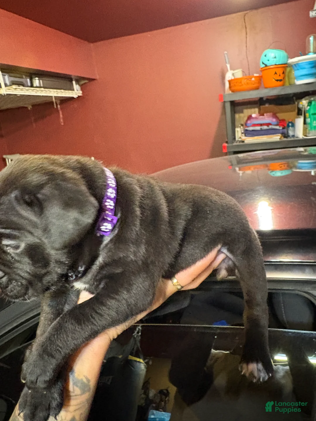 Cane Corso dogs for sale: Cane Corso Puppy 7 - Ad 2