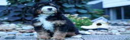 Mini Bernedoodle dogs for sale: Yandel 🦴 - Ad 13