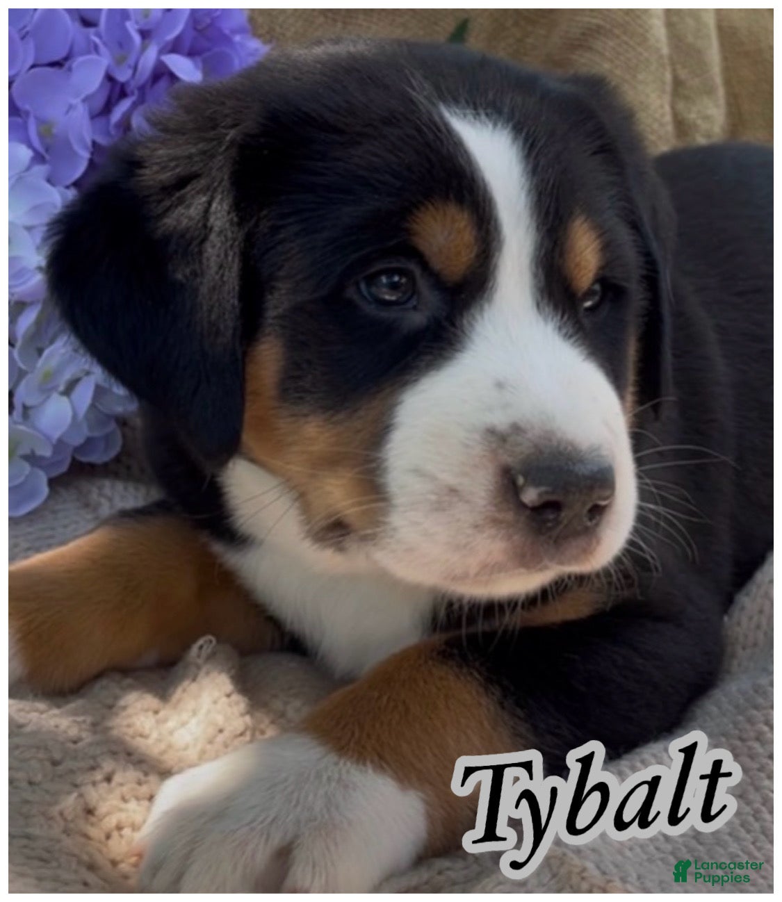 Greater Swiss Mountain Dog dogs for sale: AKC Tybalt - Ad 4