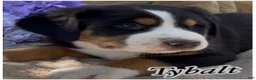 Greater Swiss Mountain Dog dogs for sale: AKC Tybalt - Ad 1