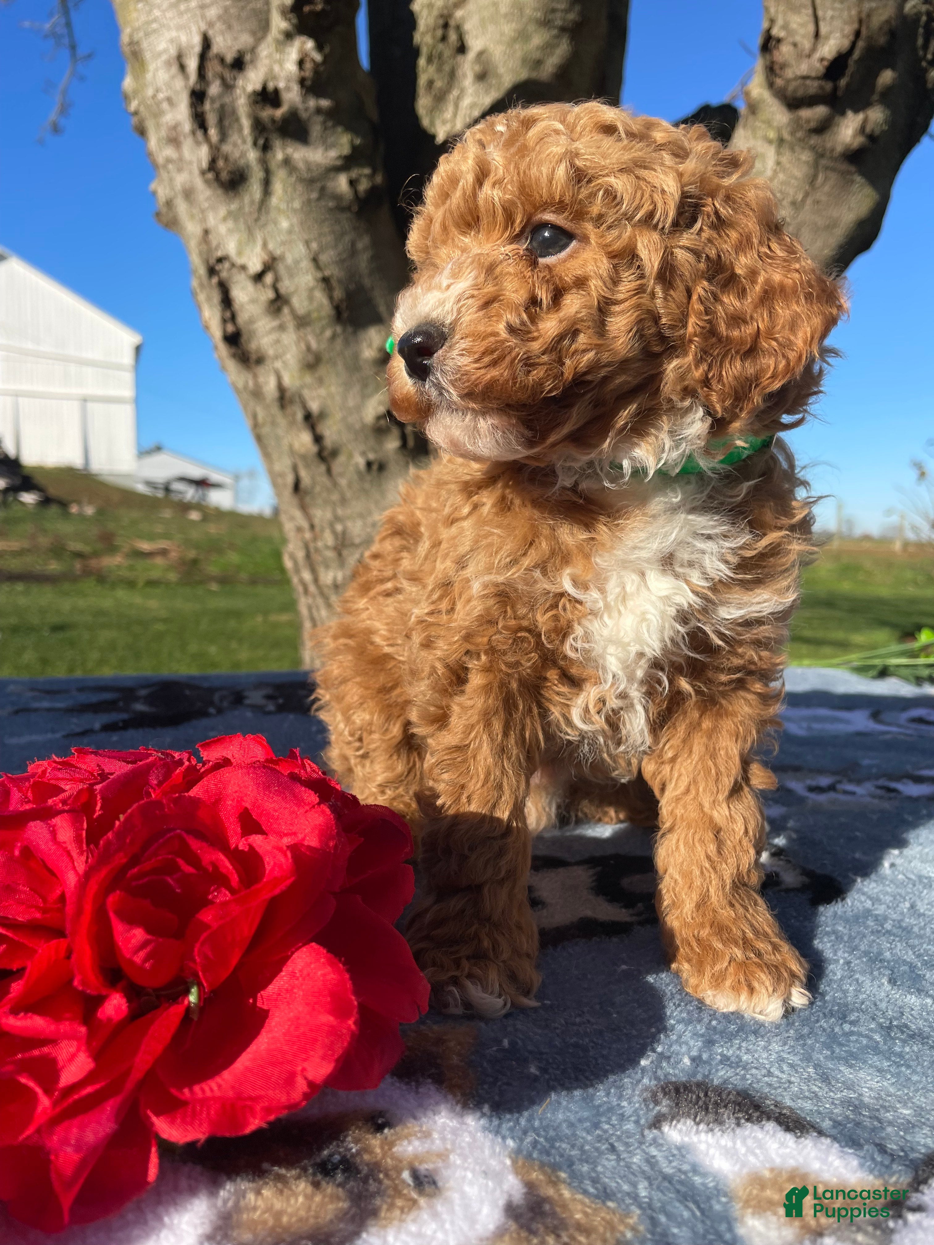 Miniature Poodle dogs Lucky - Ad 33