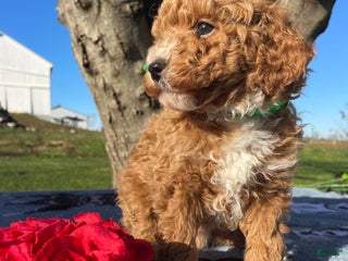 Miniature Poodle dogs Lucky - Ad 33