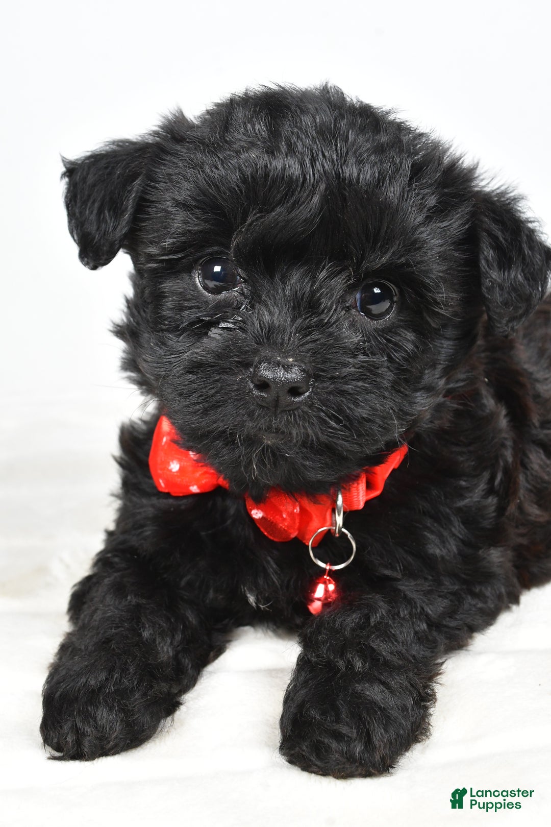 Yorkiepoo dogs for sale: Tinker - Ad 3