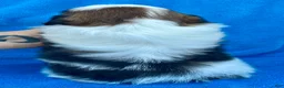 Shih Tzu dogs for sale: Buddy  - Ad 4