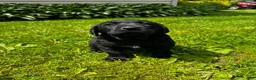 Labrador Retriever dogs for sale: Phillipe - Ad 5