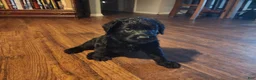 Labradoodle dogs for sale: Labradoodle gray collar - Ad 9