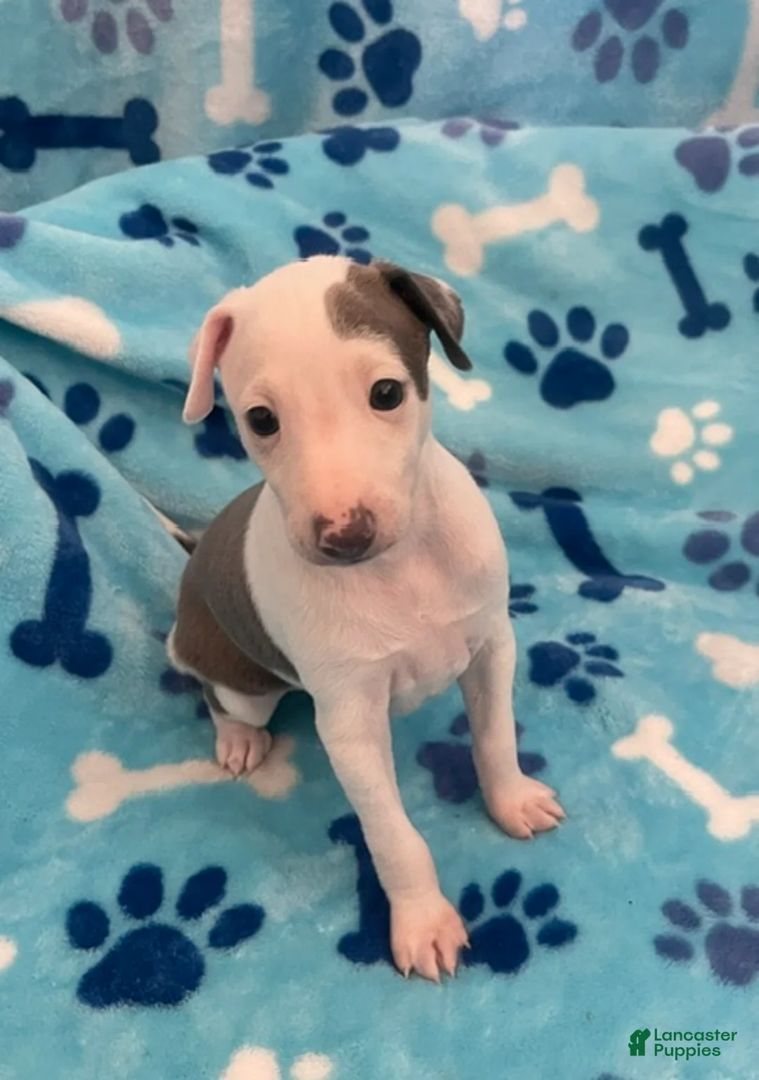 Italian Greyhound dogs for sale: Puppy 1 - Ad 1