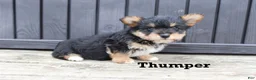 Corgipoo dogs for sale: Thumper - Ad 4
