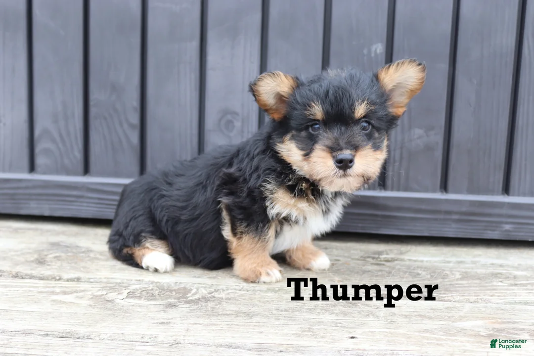Corgipoo dogs for sale: Thumper - Ad 4