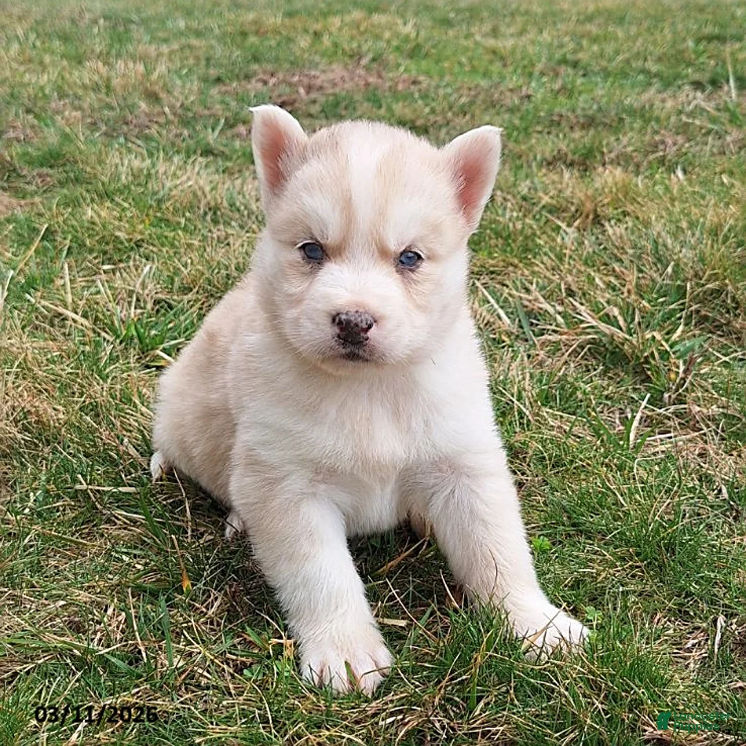 Gerberian Shepsky dogs for sale: Daisy - Ad 3