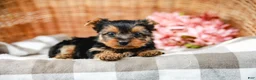 Yorkshire Terrier dogs for sale: Monty - Ad 7
