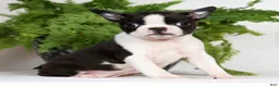 Boston Terrier dogs for sale: Jody - Ad 1