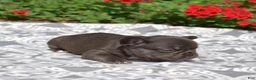 French Bulldog dogs for sale: Brie - Ad 5