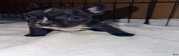 French Bulldog dogs for sale: Skunky Girl - Ad 1