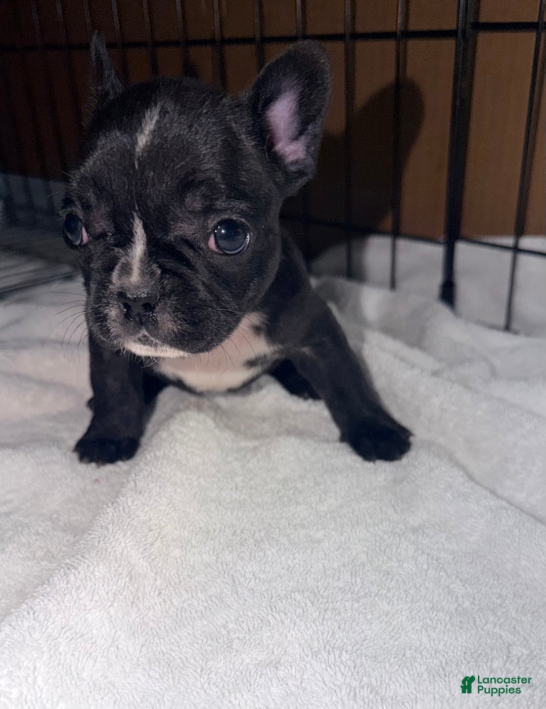 French Bulldog dogs for sale: Skunky Girl - Ad 1