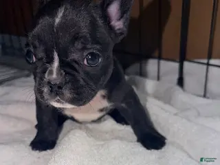 French Bulldog dogs Skunky Girl - Ad 20