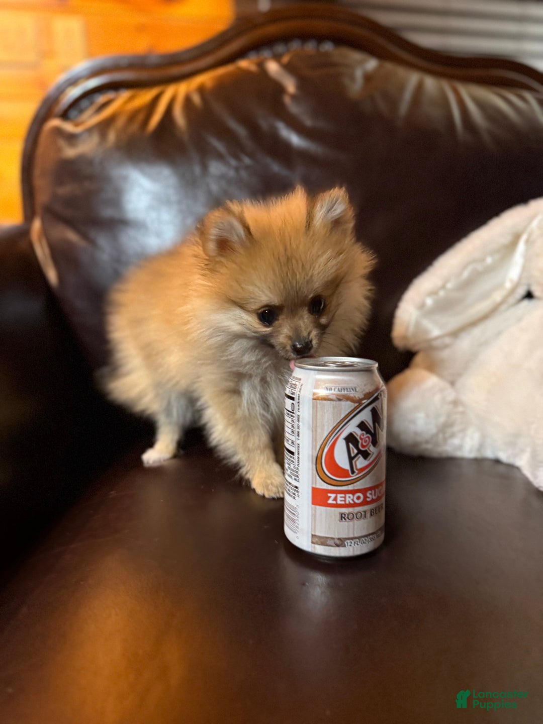 Pomeranian dogs for sale: Tiny Tim  - Ad 2