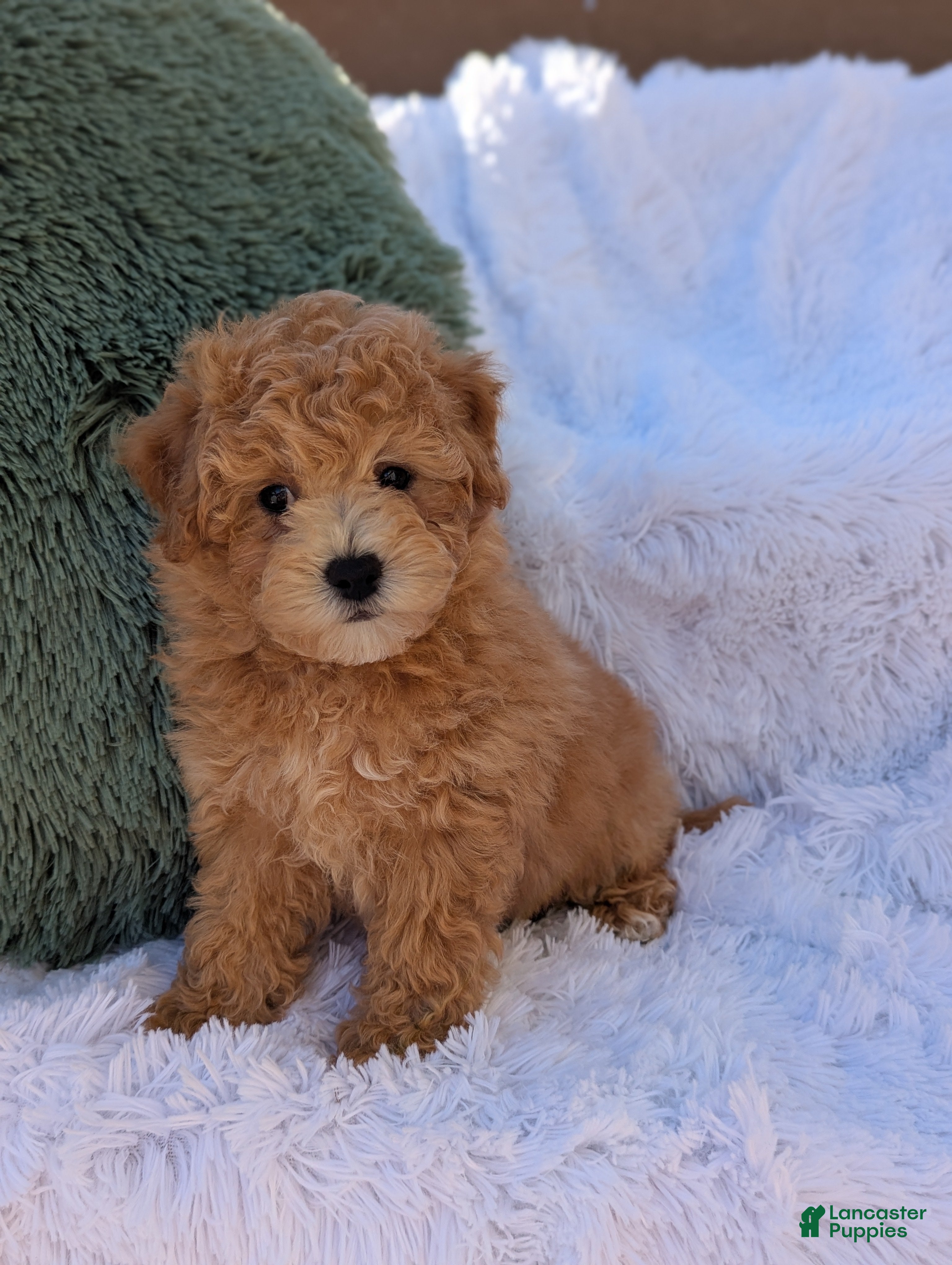 Bichpoo dogs for sale: Zeke  - Ad 2