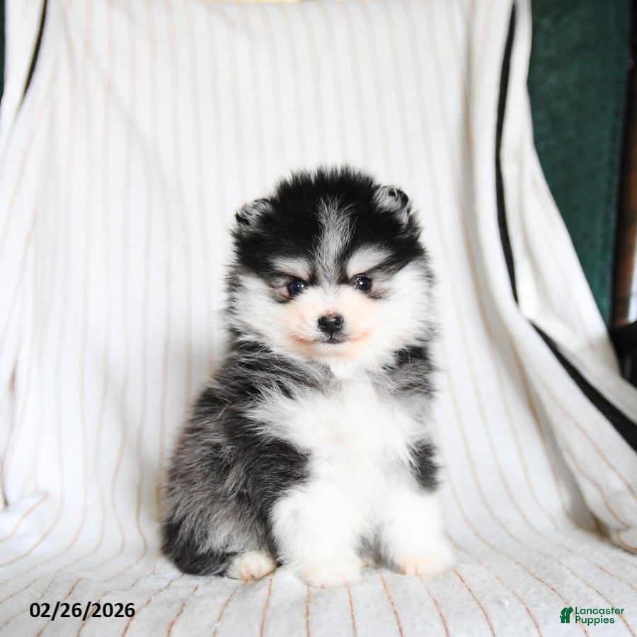 Pomsky dogs Puffin - Ad 1