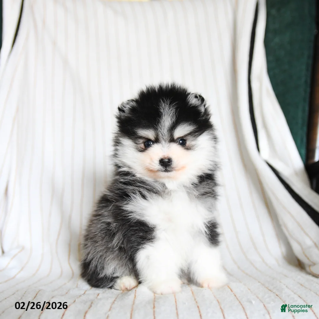 Pomsky dogs for sale: Puffin - Ad 1