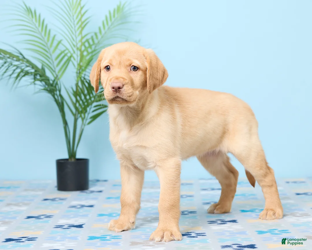 Labrador Retriever dogs for sale: Sunshine - Ad 5