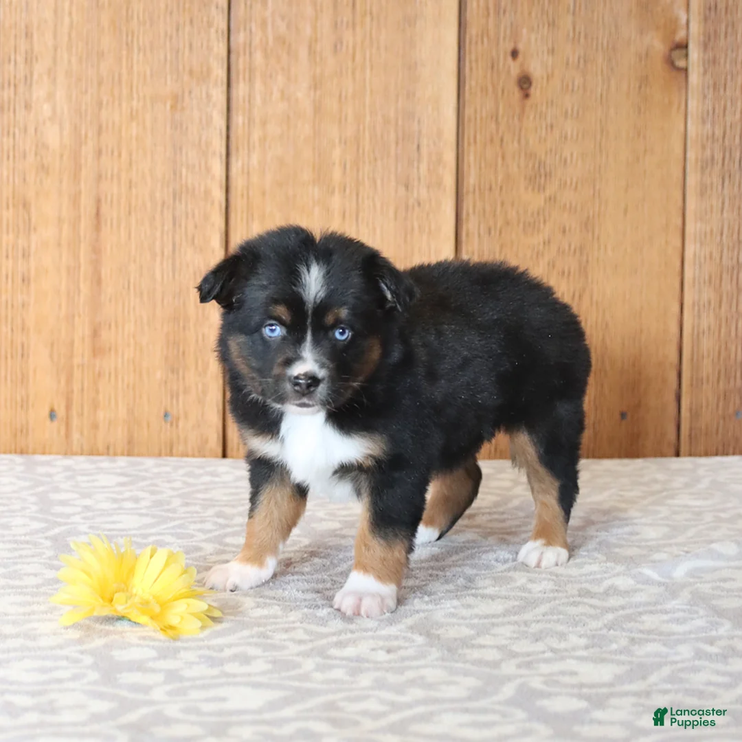 Miniature Australian Shepherd dogs for sale: Della - Ad 5