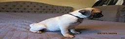 Pug dogs for sale: Tucker - Ad 8
