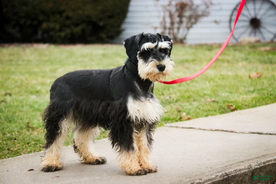 Miniature Schnauzer dogs for sale: Frederic - Ad 7
