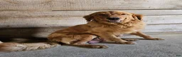 Golden Retriever dogs for sale: Sandy - Ad 10