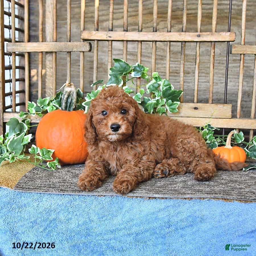 Mini Goldendoodle dogs for sale: Asher - Ad 2