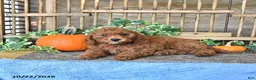 Mini Goldendoodle dogs for sale: Asher - Ad 2