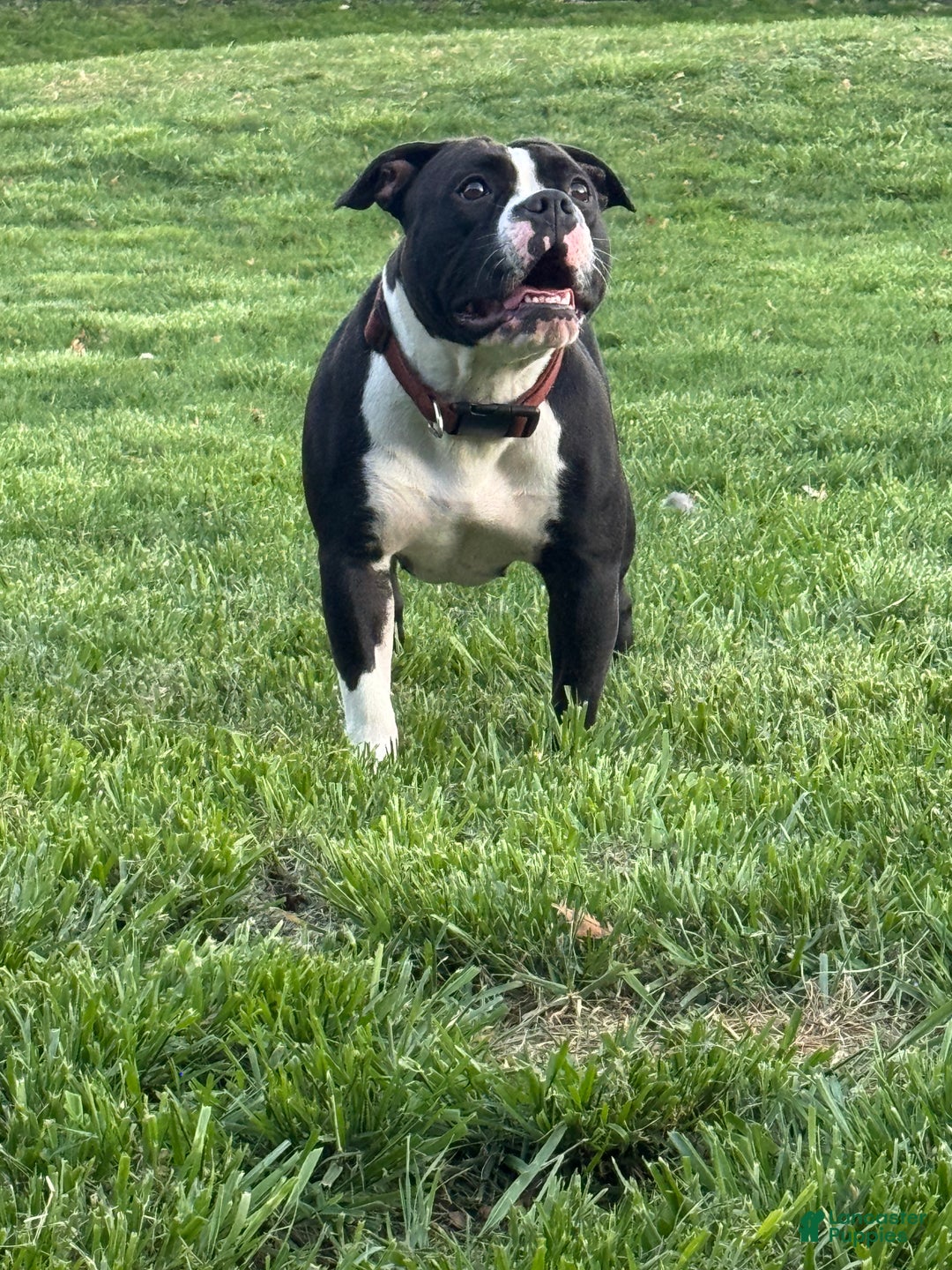 American Bully dogs for sale: Athena - Ad 4