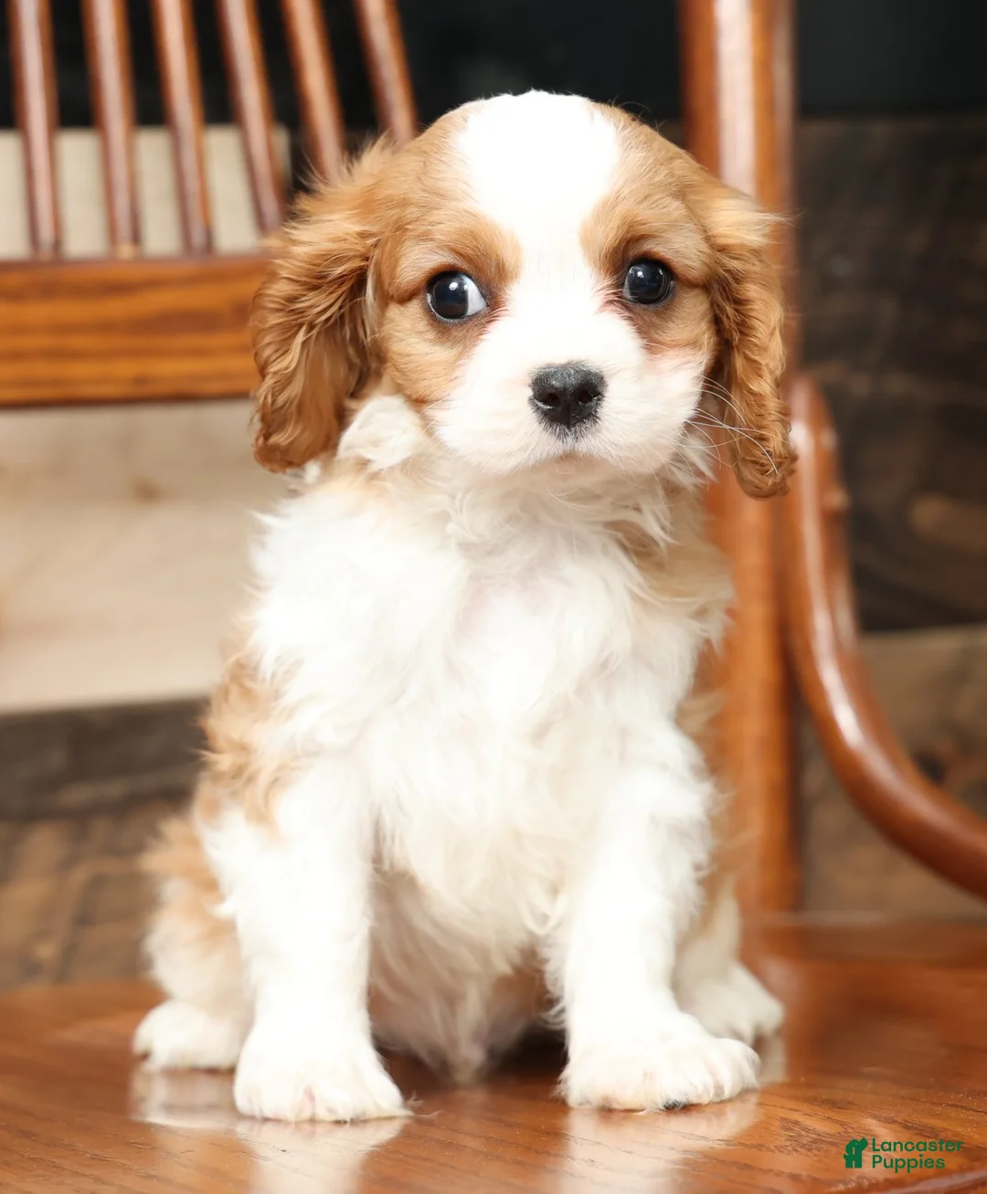 Cavalier King Charles Spaniel dogs for sale: Benji - Ad 8