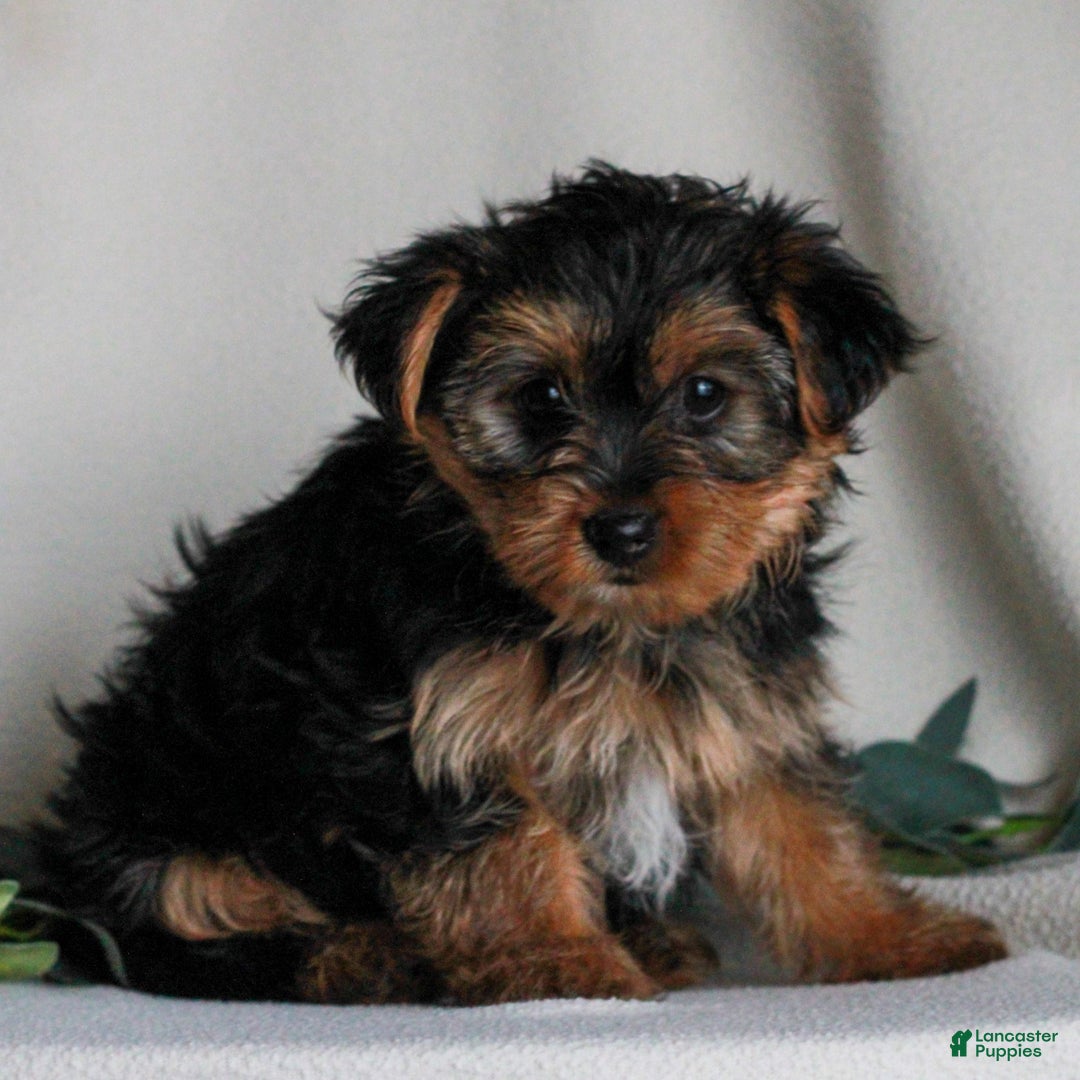 Yorkshire Terrier dogs for sale: Asher  - Ad 2