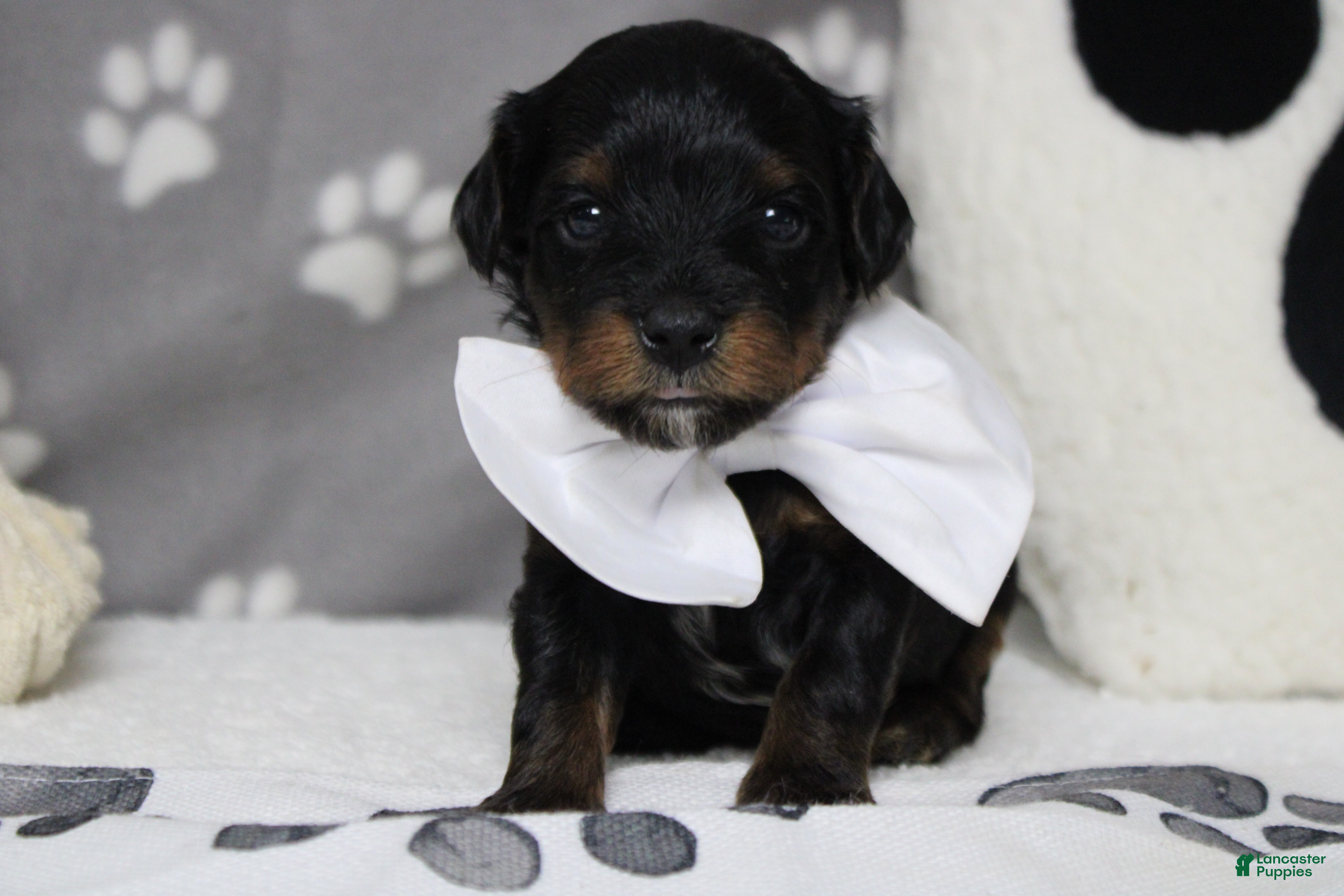Yorkiepoo dogs Tramp  - Ad 3
