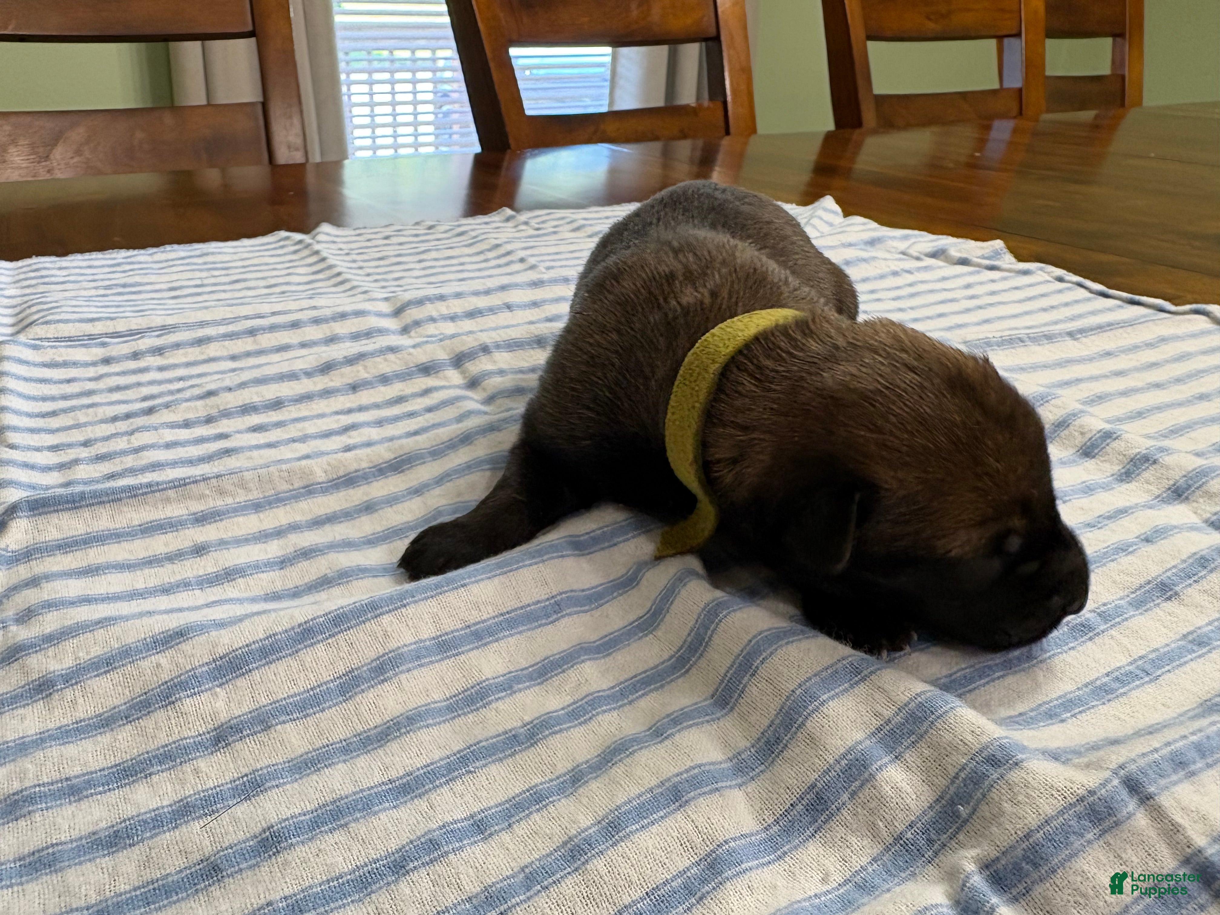 Belgian Malinois dogs Belgian Malinois 9 - Ad 35